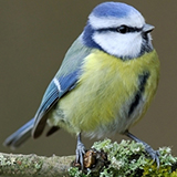 Mésange bleue