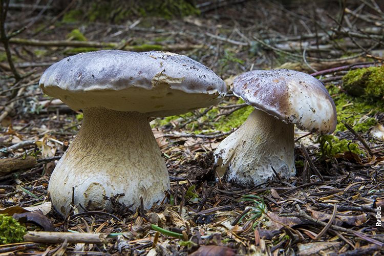 Le cépes des cévennes
