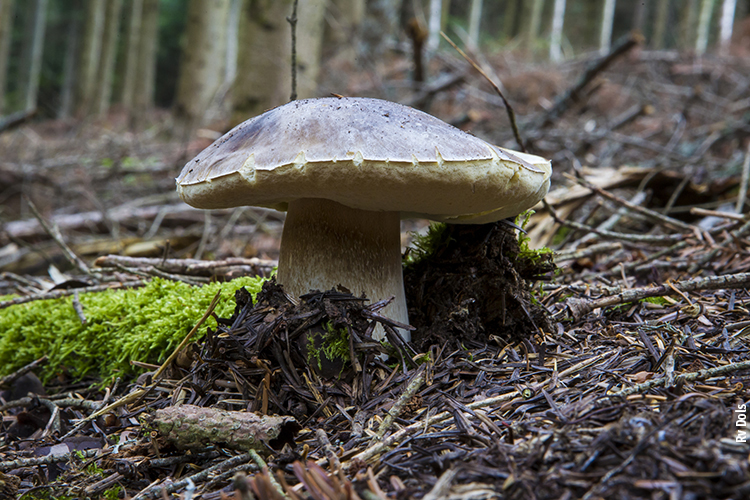Le roi des champignons