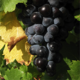 Grenache noir