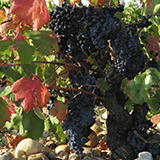 Mourvèdre