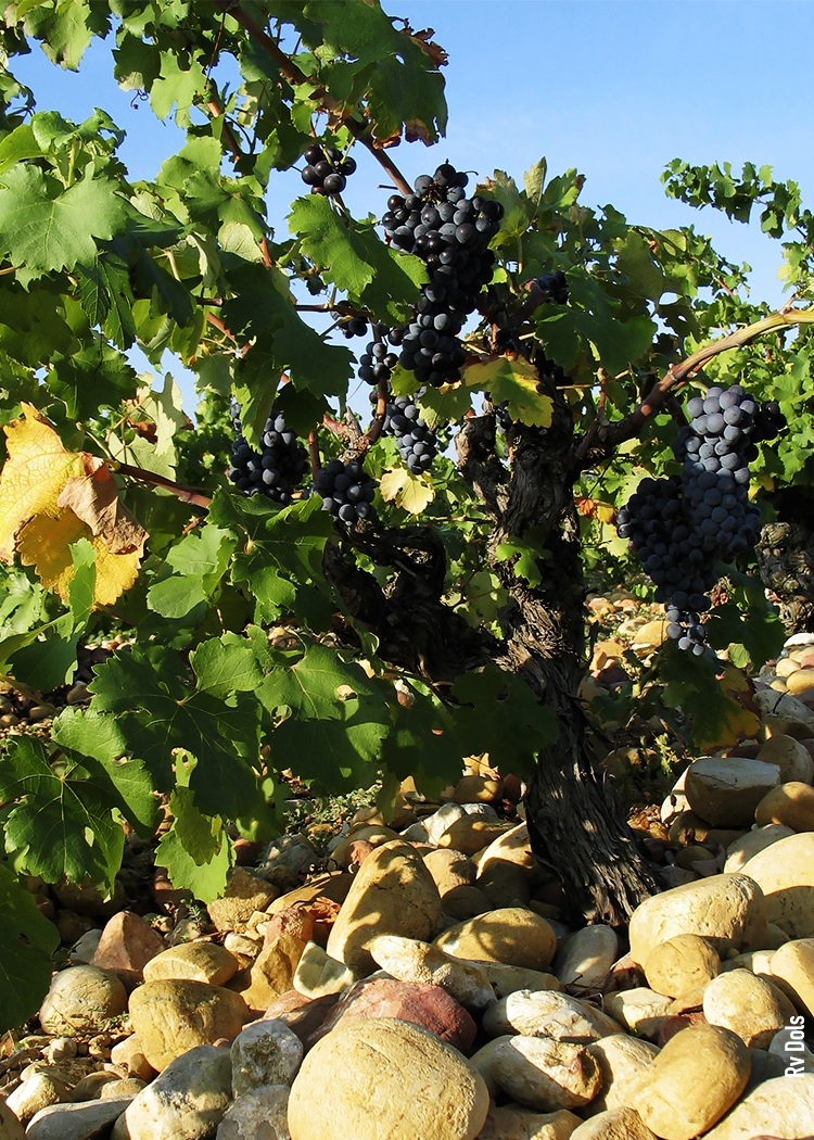 Grenache Châteauneuf-du-Pape