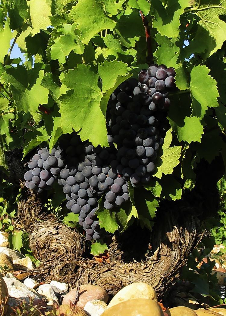 Châteauneuf-du-Pape vin