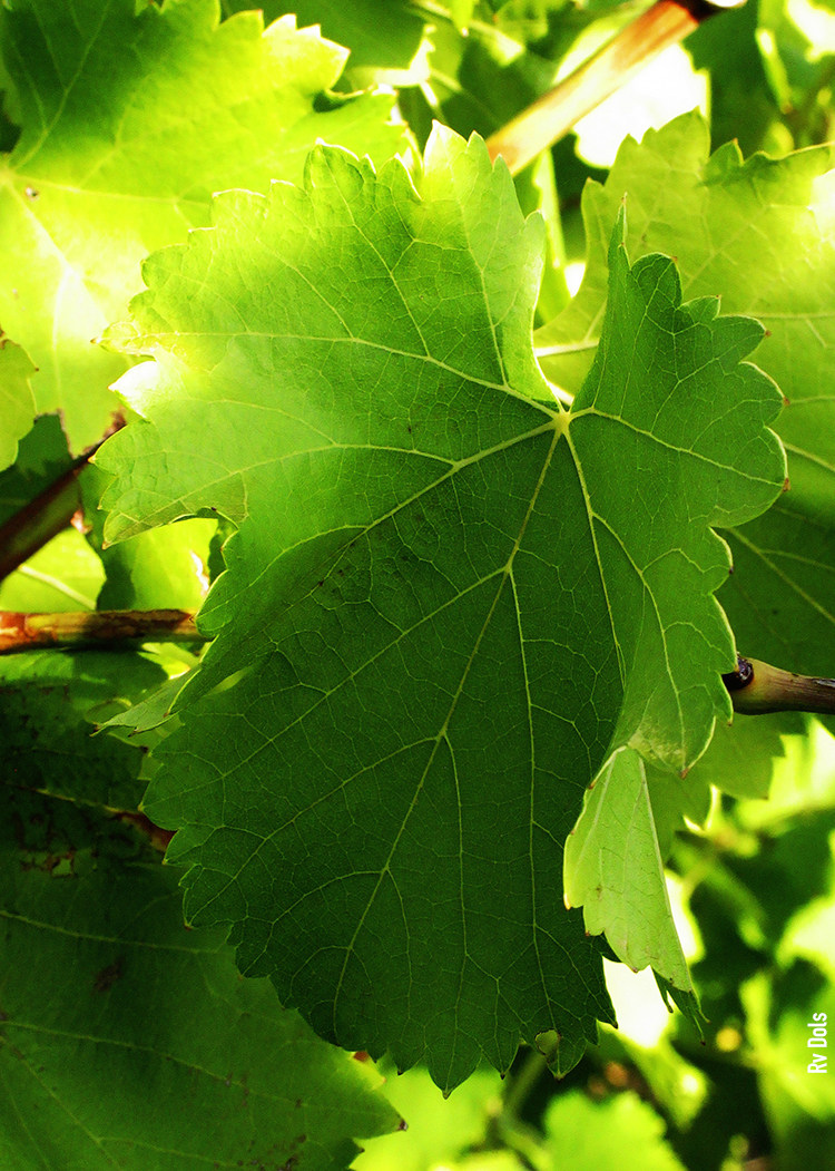 Grenache Châteauneuf-du-Pape