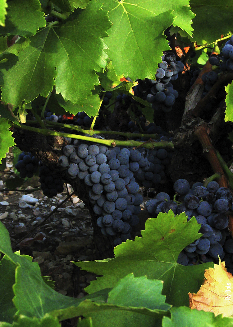 Châteauneuf-du-Pape vin