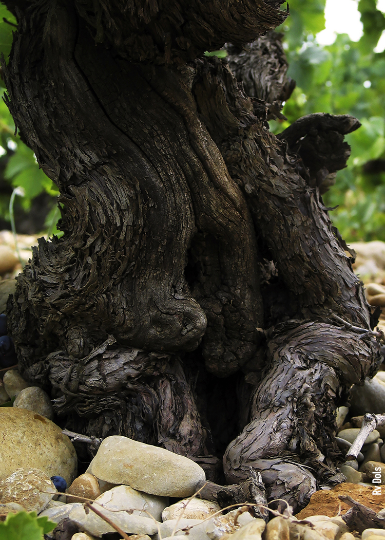 Grappe Châteauneuf