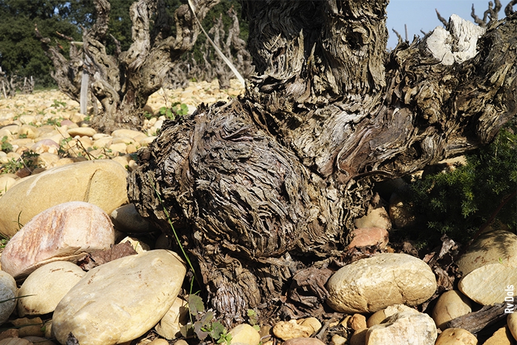 Vigne Châteauneuf-du-Pape