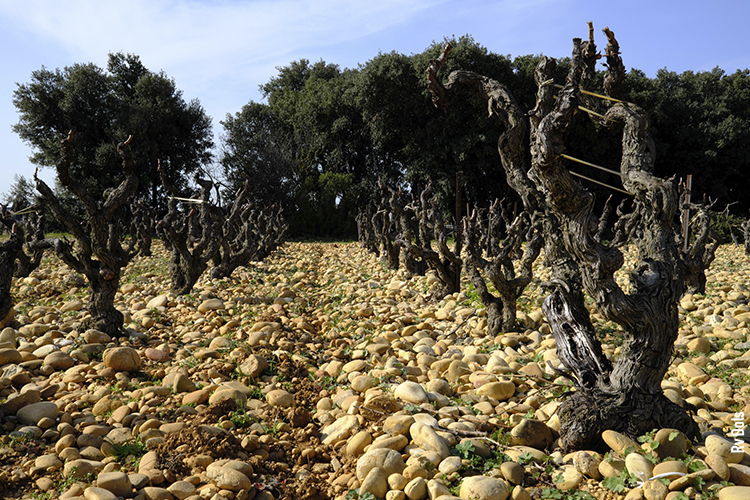 Châteauneuf-du-Pape oeilpaca