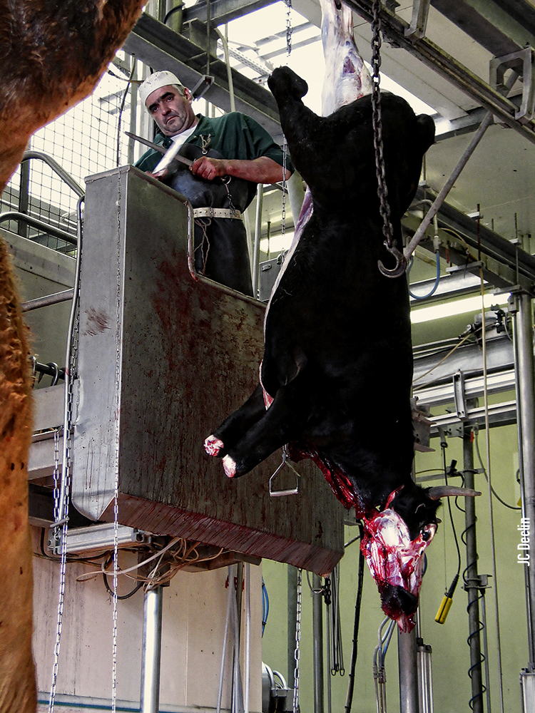 Ouvrier abattoir