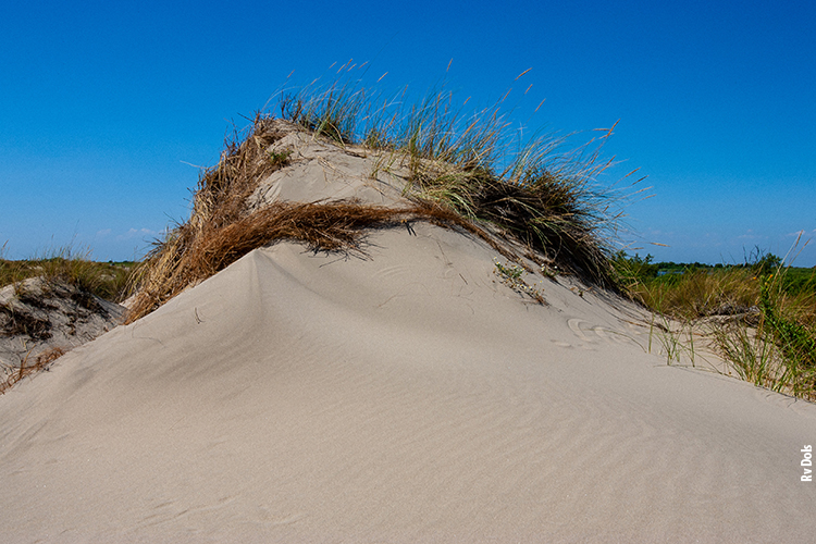 Dunes plage de Piemanson