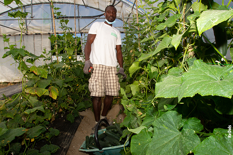 Légumes bio Avignon